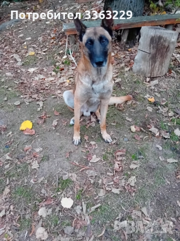 Продавам белгийски овчарки , снимка 7 - Белгийска овчарка - 53787310