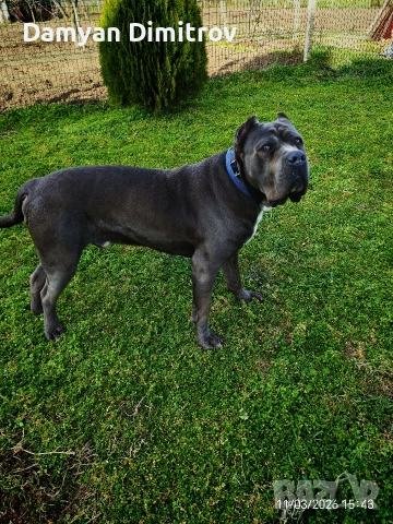 Мъжко Кане корсо за разплод , снимка 3 - Кане корсо - 53841337