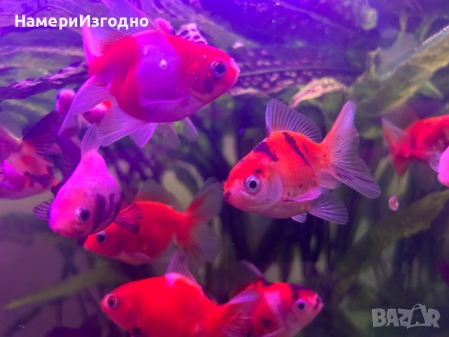 Оранди, снимка 3 - Рибки - 52962948