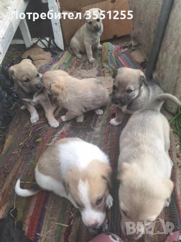 Подаряват се , снимка 18 - Други - 54173017