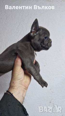 Френски булдочета , снимка 7 - Френски булдог - 53241257