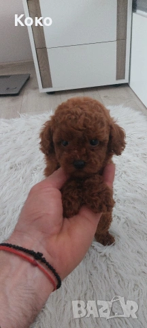 Той пуделче 