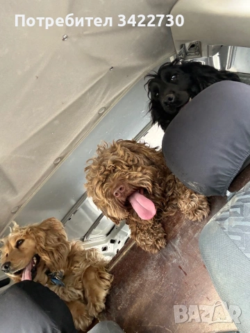 Лагото ромоньоло 