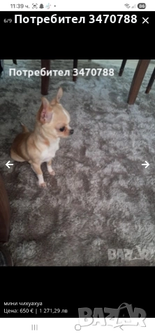 чихуахуа, снимка 3 - Чихуахуа - 54288641