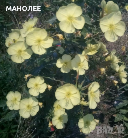 Вечерна иглика