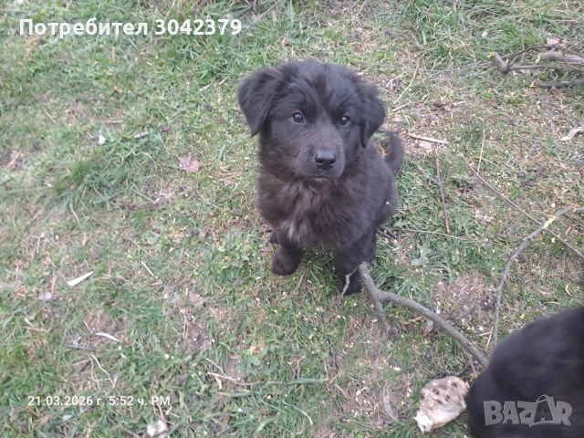 Подарявам кученца, снимка 2 - Други - 53939651