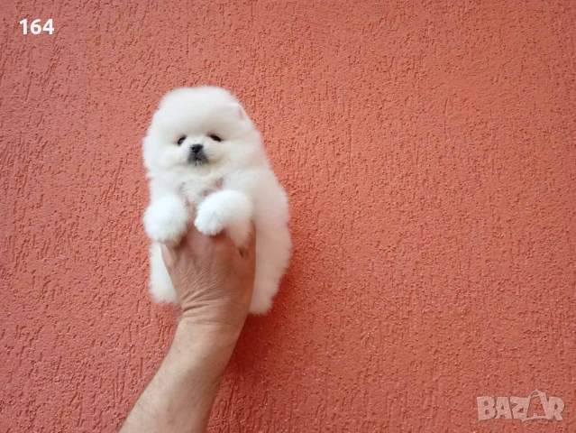 Бяло момченце. Померан. Снимки от днес!, снимка 3 - Померан - 54270465