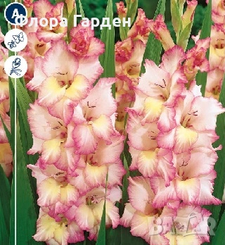 ГЛАДИОЛ - Грудколуковици, снимка 10 - Сортови семена и луковици - 49236279