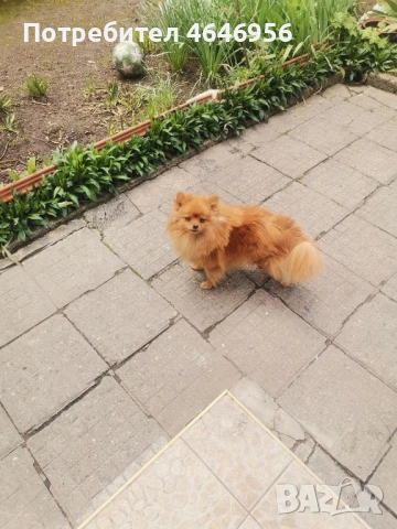 Померан куче, снимка 2 - Померан - 54292915