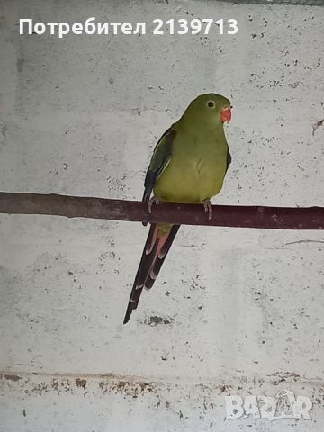 Продавам женски Планински папагал, снимка 2 - Папагали - 46434160