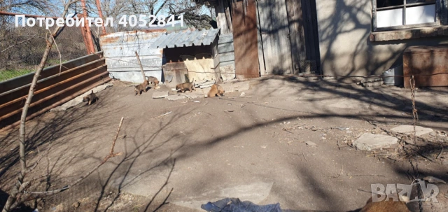 Белгийска овчарка, снимка 8 - Белгийска овчарка - 53830391