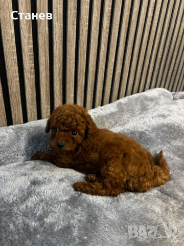 Той пудел момиче и момче , снимка 3 - Пудели - 54277456