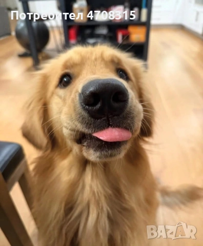 Голдън ретривър момче  родословен баща, снимка 6 - Голдън ретривър - 53300412