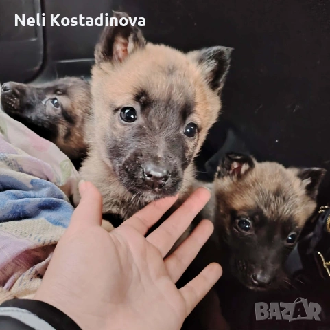 Белгийска овчарка Малиноа , снимка 6 - Белгийска овчарка - 53273246