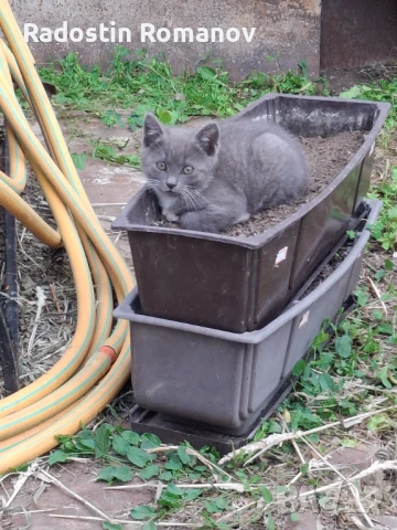 Подаряват се три малки котета. , снимка 1