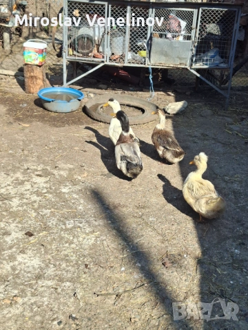 Продавам оплодени яйца от патиците на снимките, снимка 11 - Патици и гъски - 53891477