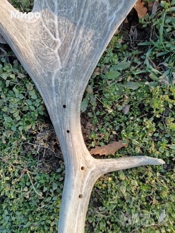 Стари рогa от елен лопатар,лос и карибу.Трофей., снимка 9 - Други - 53922366