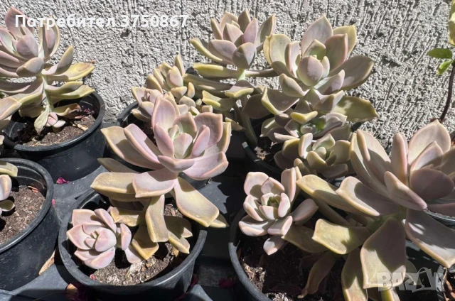Сукулент Graptopetalum paraguayense (Седеф, Каменна роза, Призрачно растение, Майка на перлите), снимка 2 - Градински цветя и растения - 51003729