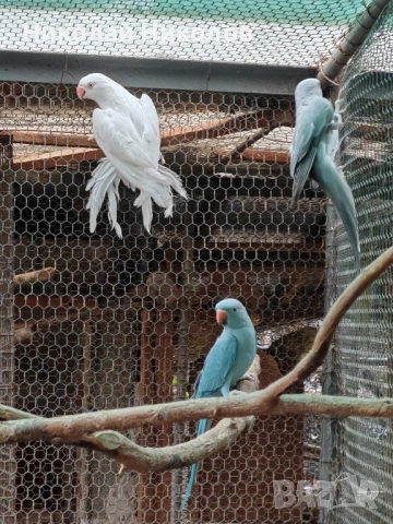 Малки александри