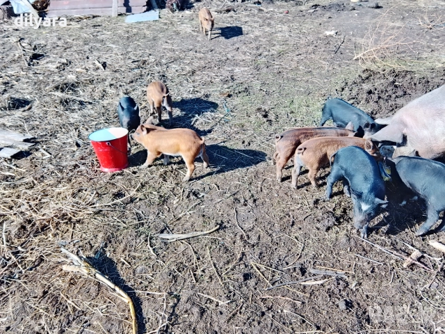 Продавам малки прасенца, снимка 7 - Прасета - 52220200