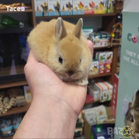 Мини зайчета