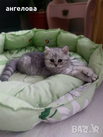 Сребърна чинчила , снимка 10 - Британска късокосместа - 53581047