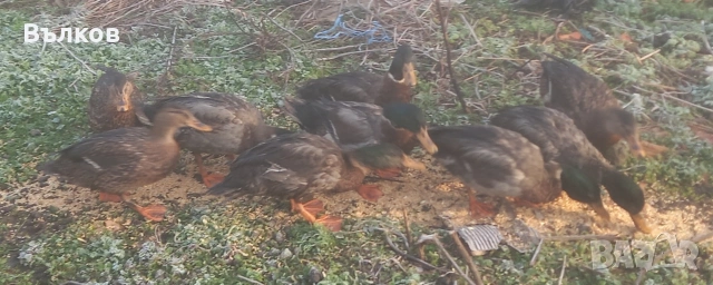 зеленоглави патици