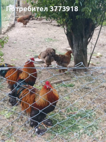 Продавам пилета брама по 7 лева , снимка 1