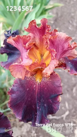 Ириси ризоми от сортови брадати ириси, снимка 18 - Градински цветя и растения - 50398119