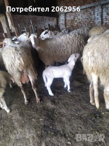 Продавам овце , снимка 8 - Овце - 46024030