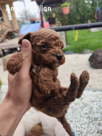 Той пудел/ЗА КАПАРИРАНЕ!