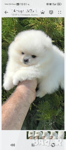 Две момчета , снимка 10 - Померан - 53860658