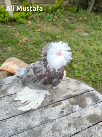 Бухари , снимка 14 - Гълъби - 48210642