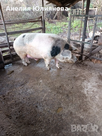 Мъжко не изкопено прасе около 300кг ......, снимка 2 - За селскостопански - 54283623