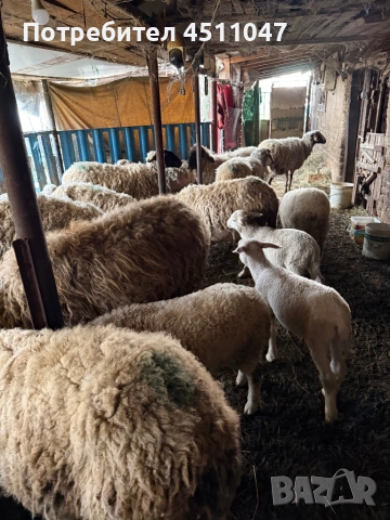 Продавам млади овце , снимка 7 - Овце - 54182180