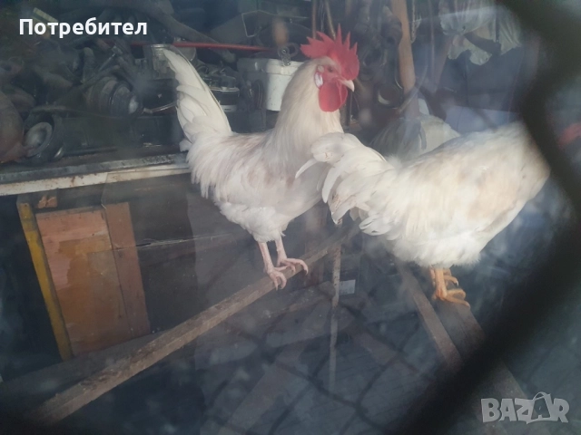 Петлета Легхорн , снимка 4 - Кокошки и пуйки - 52942072