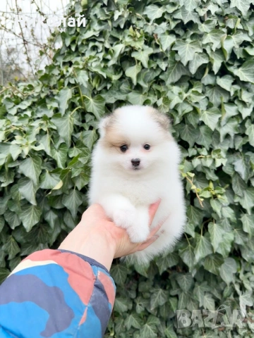 Померан мини момче. Померанче, снимка 3 - Померан - 53455099
