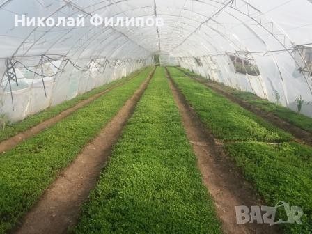 Продавам разсад за Пипер и Домати, снимка 3 - Разсади - 45444806