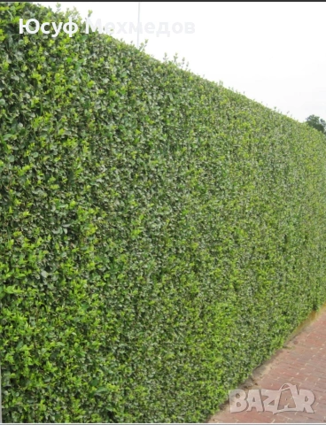 цъфтящ лигуструм за жив плет