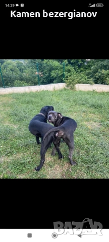 Кане Корсо Смолян , снимка 10 - Кане корсо - 52457720