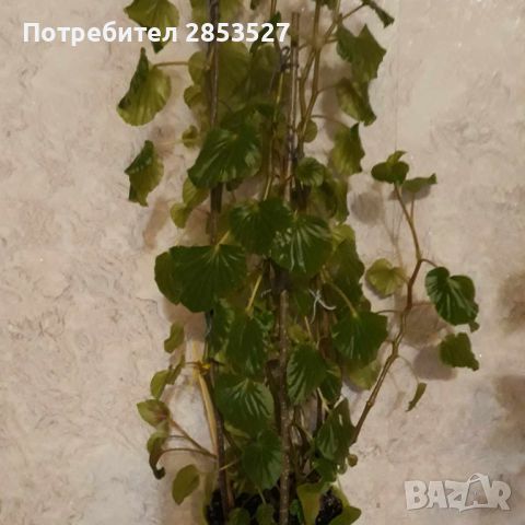 Комплект Бегонии, снимка 3 - Стайни растения - 46245057