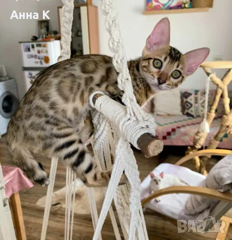 Бенгалска котка, снимка 4 - Бенгалски - 46888029