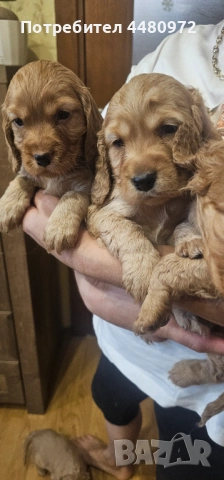Свободни 4 мъжки кученца кокер шпаньол/пудел, снимка 2 - Кокер шпаньол - 52970610