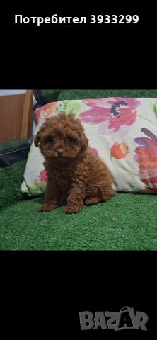 той пудел мини пуделче момче