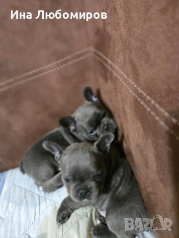 Малки сладки Френски булдочета, снимка 9 - Френски булдог - 54219170