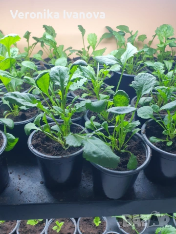 Маргарита Едроцветна, снимка 5 - Градински цветя и растения - 53078111