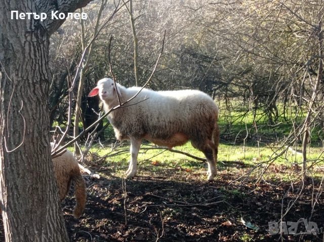 Продавам Коч Асаф