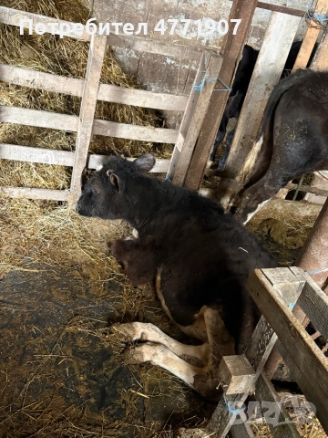 Телета, снимка 4 - Крави - 53913710