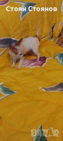 Чихуахуа, снимка 4 - Чихуахуа - 53842878