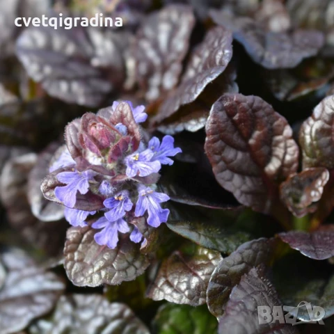 Ajuga Braunherz (Аюга)